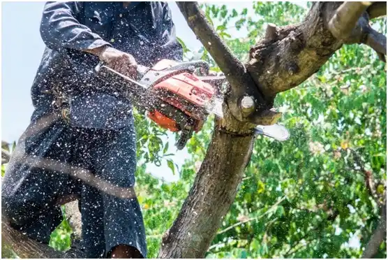 tree services North Catasauqua